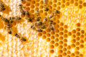 Cluster of bees gathered on a sheet of honeycomb.