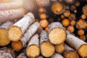 Pile of timber logs.