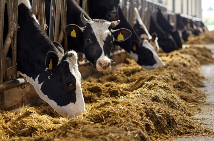 A row of dairy cows chow down on their feed.