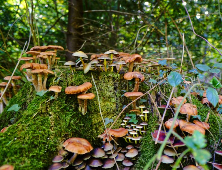 Forest Funghi