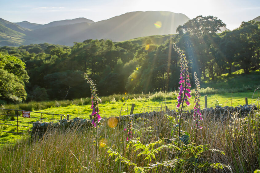 Wild flowers grow against a hilly backdrop in Cumbria, England.