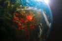 Satellite image shows Amazon wildfires are visible from Space.