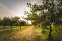 A tree-lined path with shining sunlight