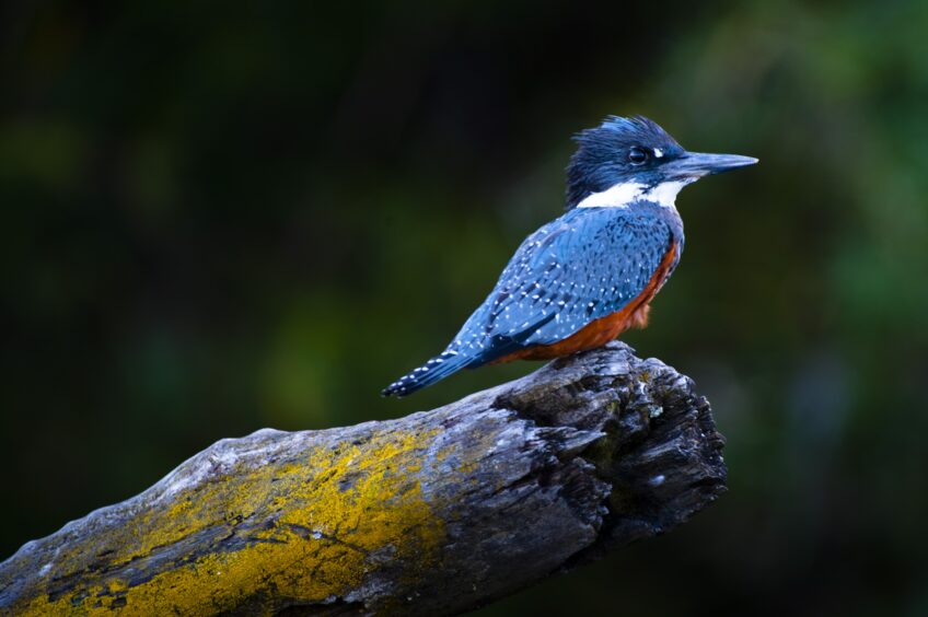 A ringed kingfisher (Ceryle torquatus) on the banks of the Chaihuin River in the Valdivian Coastal Reserve and on the edge of the Alerce Coastal National Park near Chaihuin Village, Los Rios, Chile.