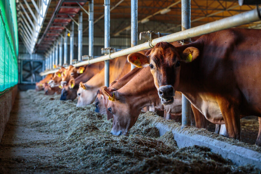 Dairy cows on an industrial farm.