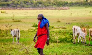 A member of Kenya's Masai tribe watches over his grazing cattle.