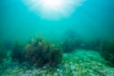 Sunlight filters through ocean surface.