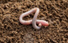 An earthworm emerges from the soil's surface.