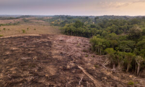 Aerial view of Amazon deforestation.