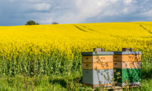 Two beehives border a field of flowering rapeseed.