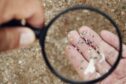 Magnifying glass reveals a handful of microplastics.