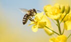 Pollen being collected by an unsuspecting bee.