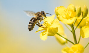 Pollen being collected by an unsuspecting bee.