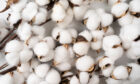 Close-up view of growing cotton.