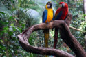 A pair of brightly coloured macaws sit atop an Amazonian tree branch.