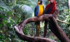 A pair of brightly coloured macaws sit atop an Amazonian tree branch.