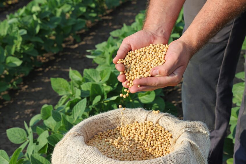 Soybeans cupped in a farmer's hands.