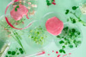 Selection of glass dishes holding plant cuttings and samples of lab-grown meat.