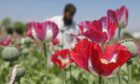 Afghan poppies and buds full of raw opium, used to produce heroin