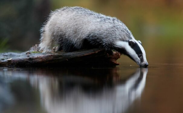 The badger is seldom seen and little understood, but plays an important role in ecosystems