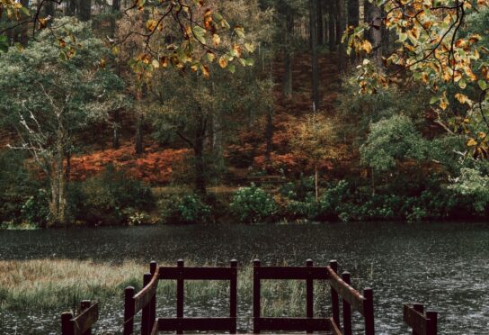 Fallen leaves carpet the forest floor at Glencoe Lochan