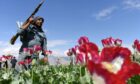 A heavily armed Taliban guards a poppy field in Jalalabad, in Kandahar province, Afghanistan.