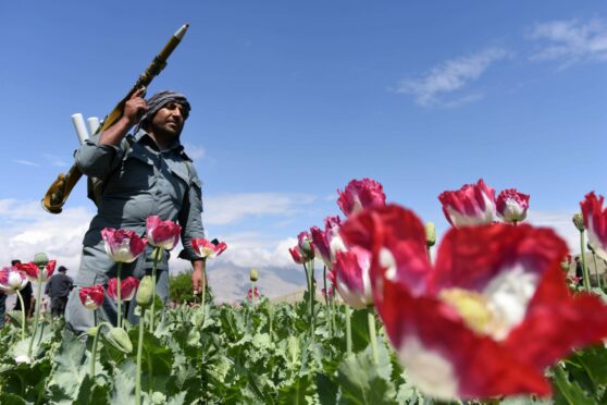 A heavily armed Taliban guards a poppy field in Jalalabad, in Kandahar province, Afghanistan.