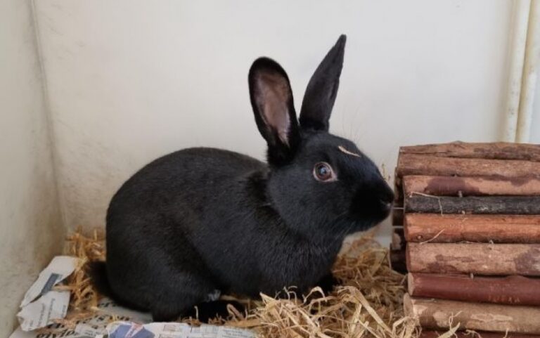 Pet of the week: Jinx the rescue rabbit is looking for a new home