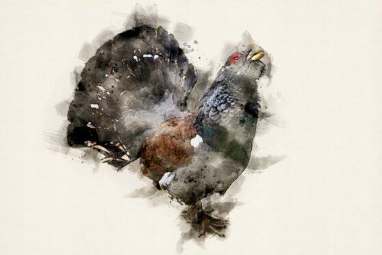 Watercolour image of a male capercaillie