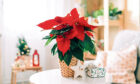 Poinsettas are a beautiful Christmas decoration.