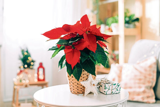 Poinsettas are a beautiful Christmas decoration.