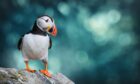Scientists are probing death of more than 100 puffins
