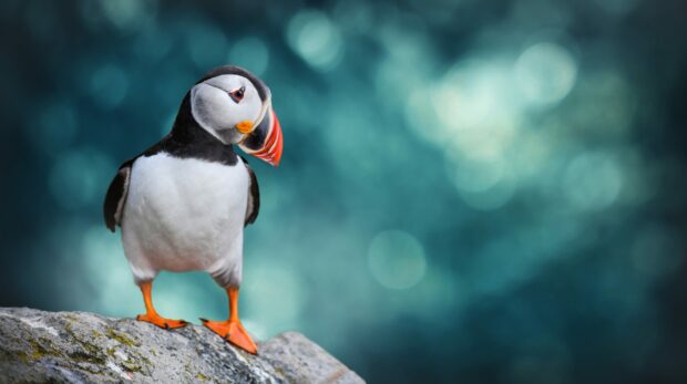 Scientists are probing death of more than 100 puffins