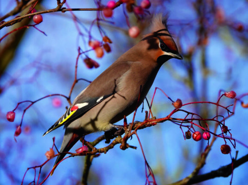 A waxwing suns itself as it feeds on cotoneaster berries