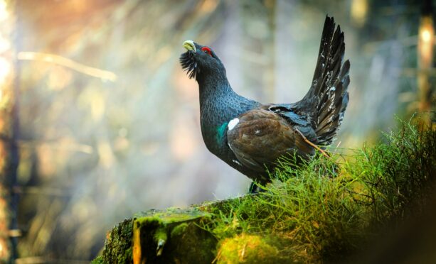 A capercaillie calls out in a forest, where it can hide from predators, but it also needs open spaces