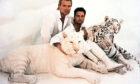 Siegfried and Roy with white tigers.