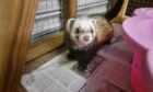 Gadget the ferret.