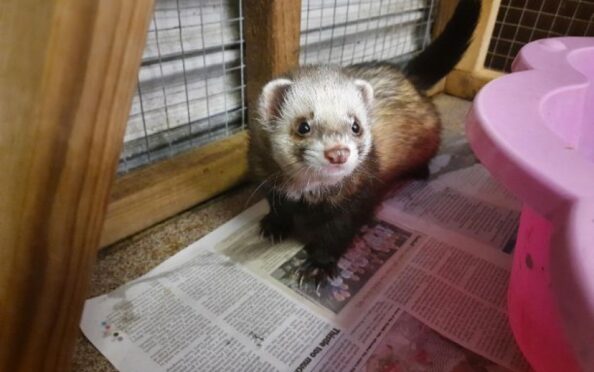 Gadget the ferret.