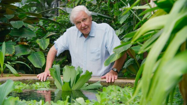 Sir David Attenborough with a Water Lettuce plant at Kew Gardens, London