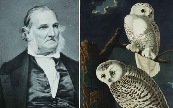 John James Audubon and his artwork of snow owls from The Birds of America
