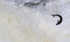 The magnificent leap of the Atlantic salmon on pilgrimage to its birthplace to lay eggs