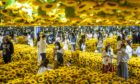Visitors surrounded by sunflowers at the interactive Van Gogh exhibition in Beijing, China, in October