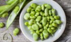 Broad beans are a delicious addition to the garden and easy to grow