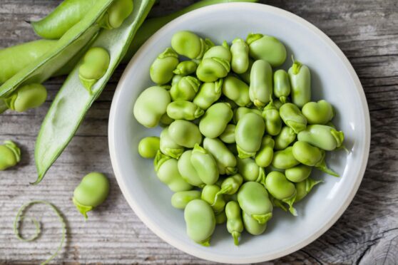 Broad beans are a delicious addition to the garden and easy to grow