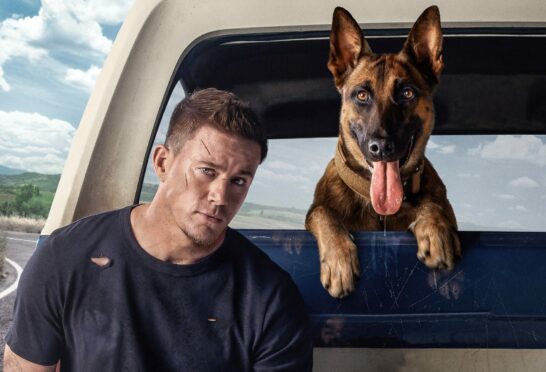 Channing Tatum and Belgian Shepherd co-star