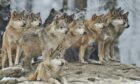 Wolves were placed under legal protection in Germany after reunification