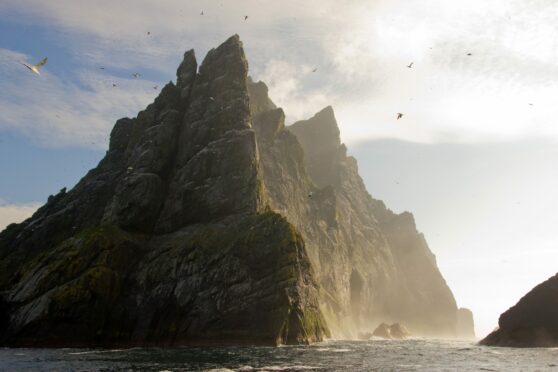 Northern gannets seen on top of the remote and steep cliffs of St Kilda.