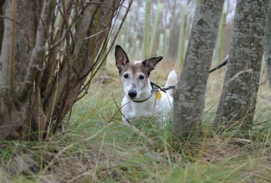 Arthur, one of the dogs looking for a home