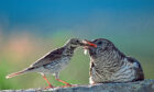 Cuckoo chick being fed by parent.