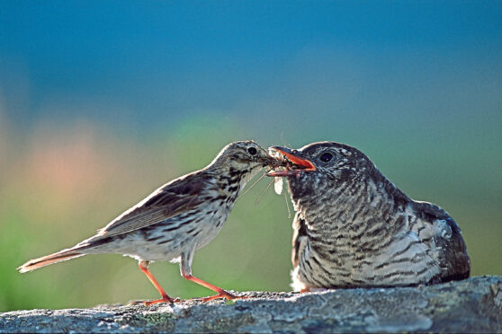 Cuckoo chick being fed by parent.